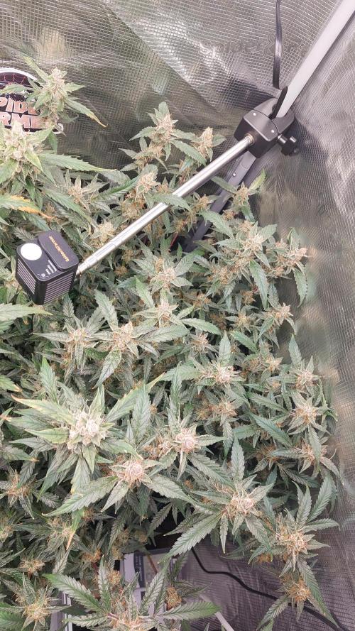 Gorilla Cookies Auto. Week 15