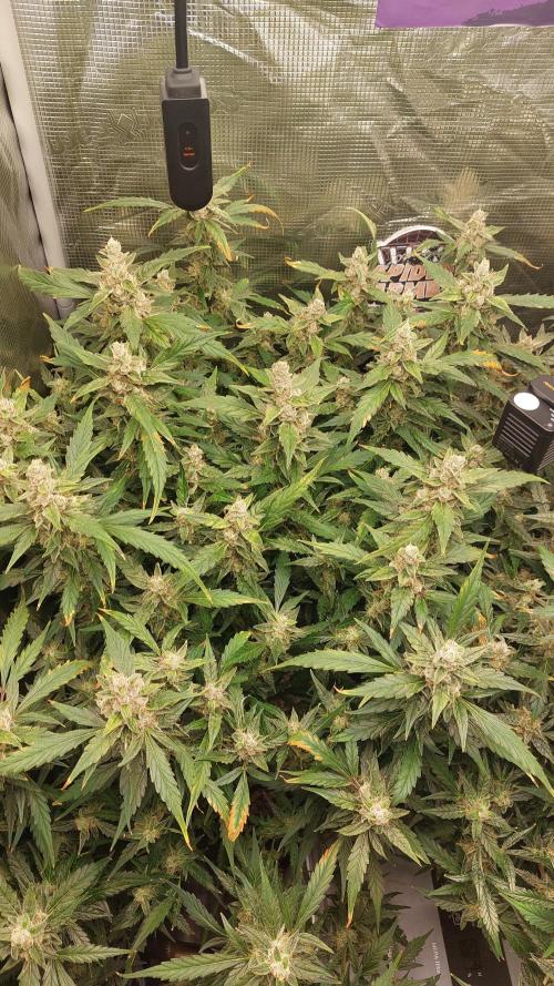 Gorilla Cookies Auto. Week 15