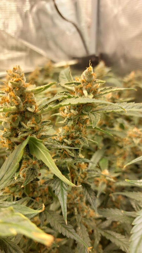 Gorilla Cookies Auto. Week 15