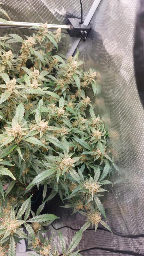 Gorilla Cookies Auto. Week 15