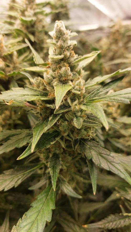 Gorilla Cookies Auto. Week 15