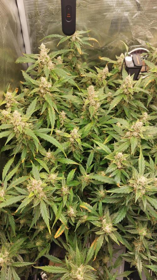 Gorilla Cookies Auto. Week 15