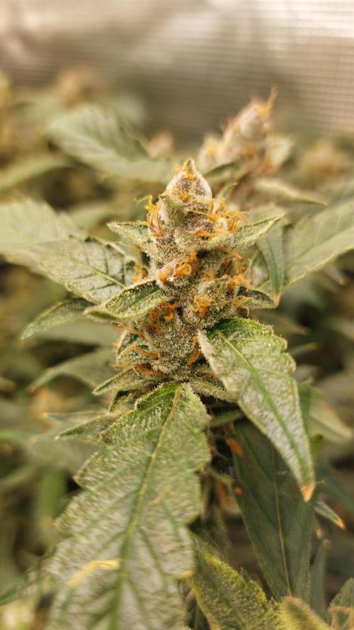 Gorilla Cookies Auto. Week 15