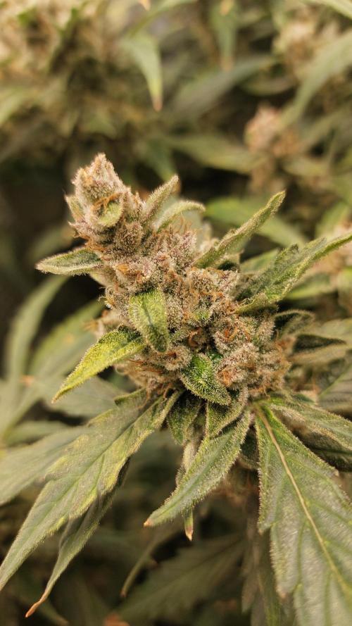 Gorilla Cookies Auto. Week 15