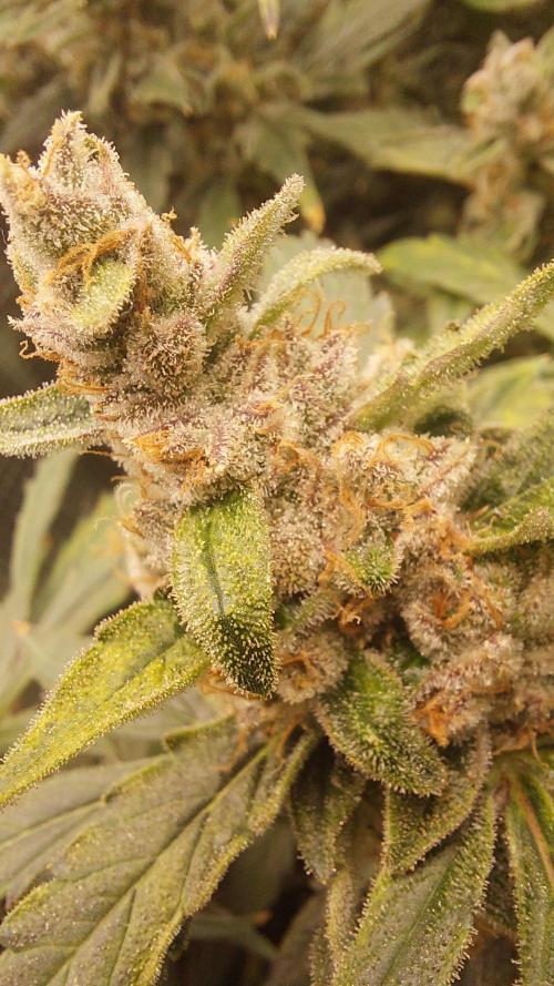 Gorilla Cookies Auto. Week 15