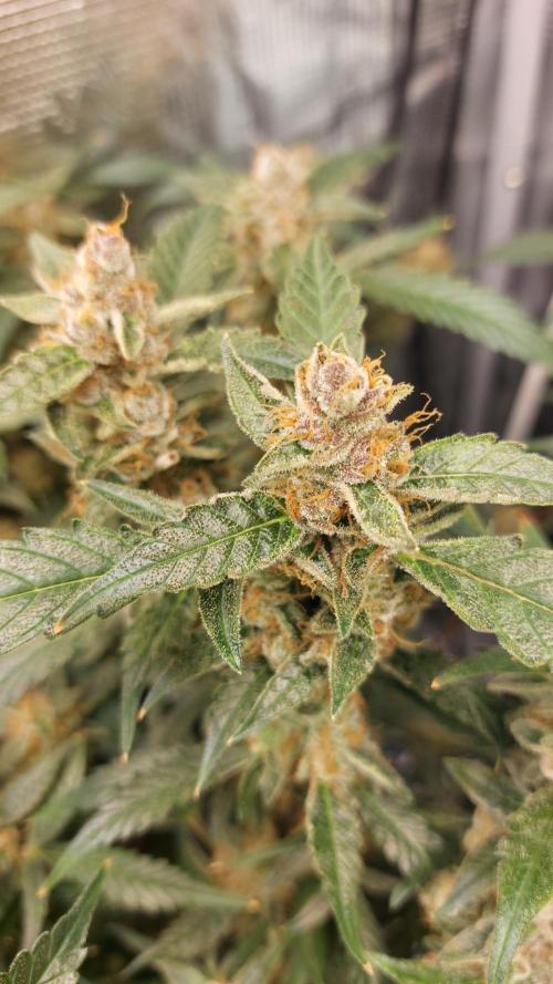 Gorilla Cookies Auto. Week 15