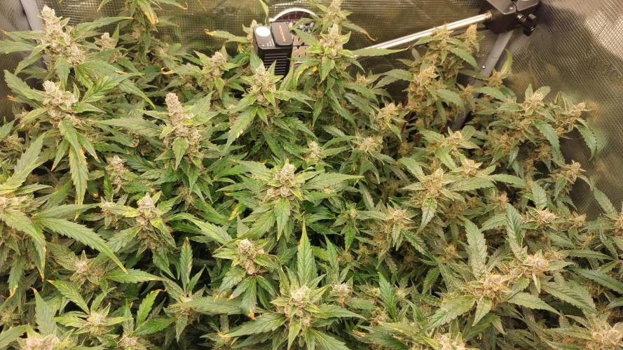 Gorilla Cookies Auto. Week 15