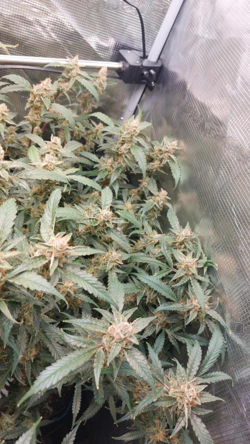 Gorilla Cookies Auto. Week 15