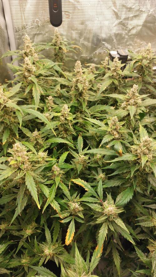 Gorilla Cookies Auto. Week 15