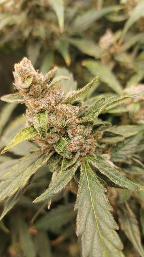 Gorilla Cookies Auto. Week 15