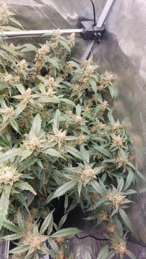 Gorilla Cookies Auto. Week 15