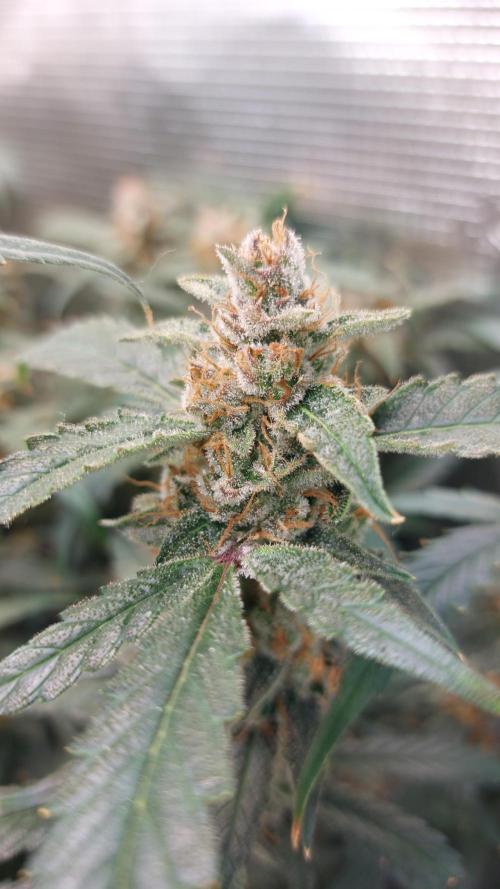 Gorilla Cookies Auto. Week 16