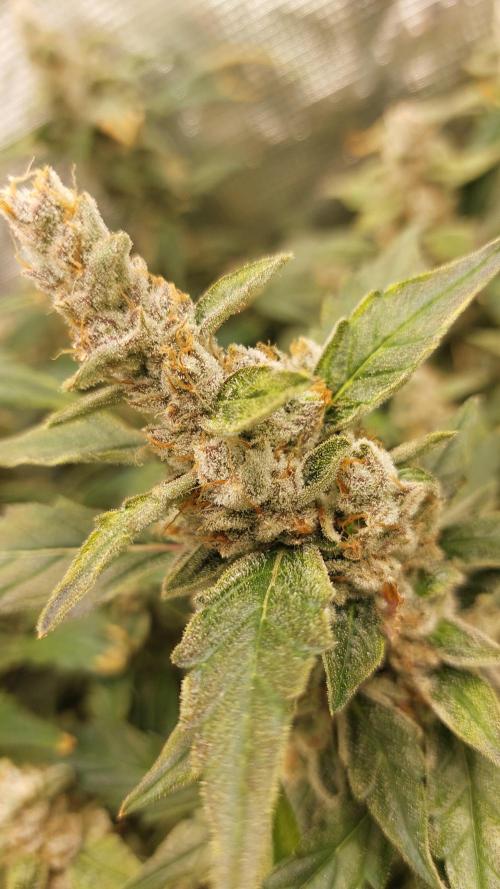 Gorilla Cookies Auto. Week 16