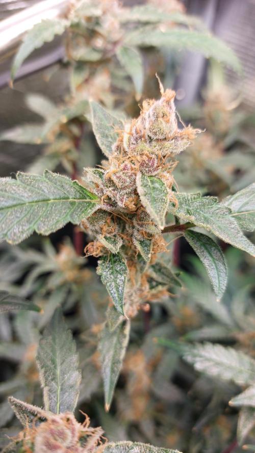 Gorilla Cookies Auto. Week 16