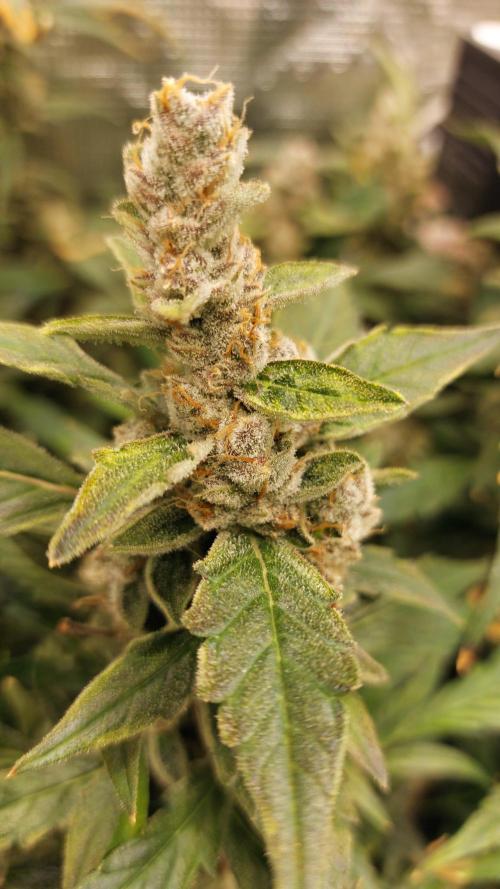 Gorilla Cookies Auto. Week 16