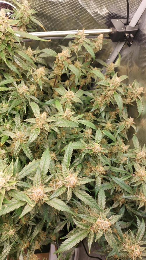 Gorilla Cookies Auto. Week 16