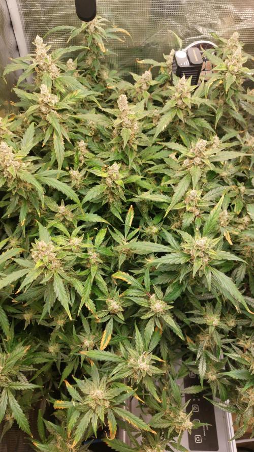 Gorilla Cookies Auto. Week 16