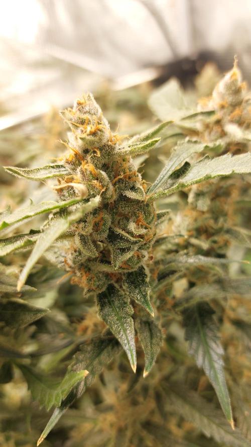 Gorilla Cookies Auto. Week 16