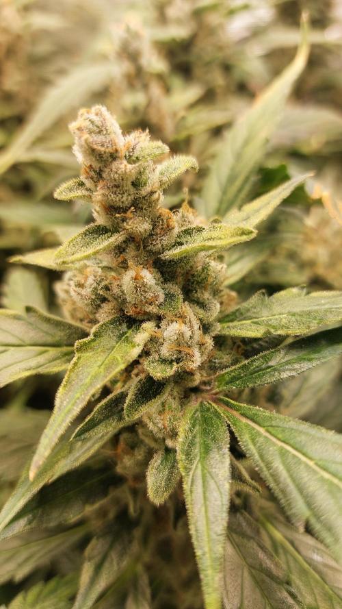 Gorilla Cookies Auto. Week 16