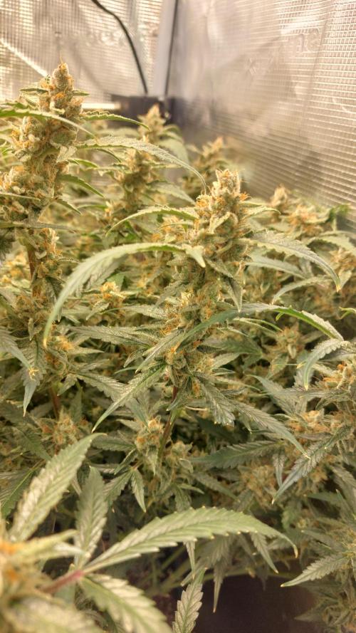 Gorilla Cookies Auto. Week 16