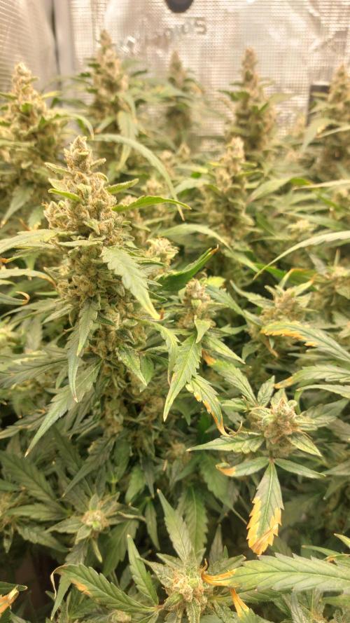 Gorilla Cookies Auto. Week 16