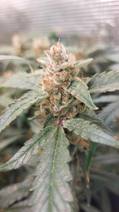 Gorilla Cookies Auto. Week 16