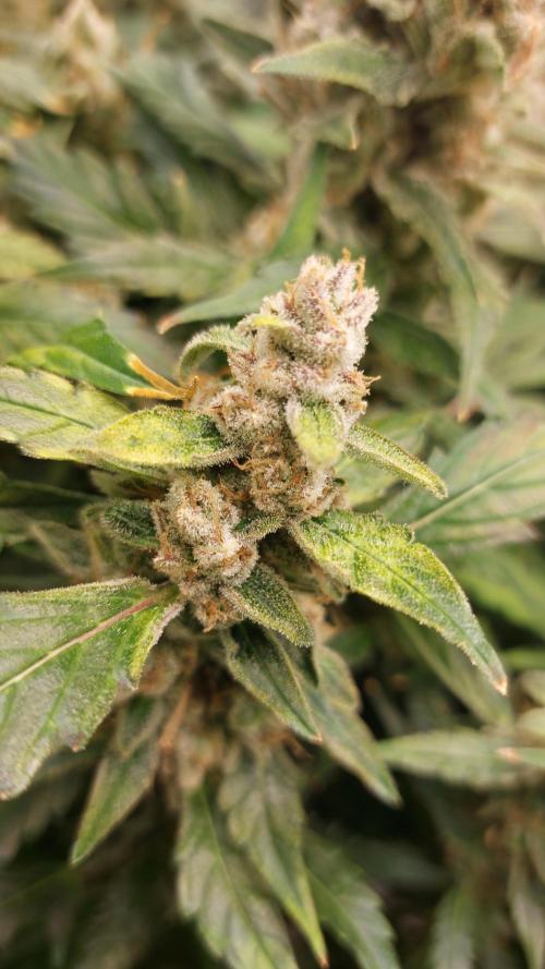 Gorilla Cookies Auto. Week 16