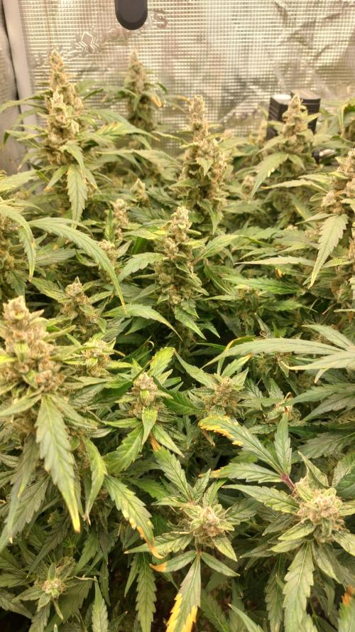 Gorilla Cookies Auto. Week 16