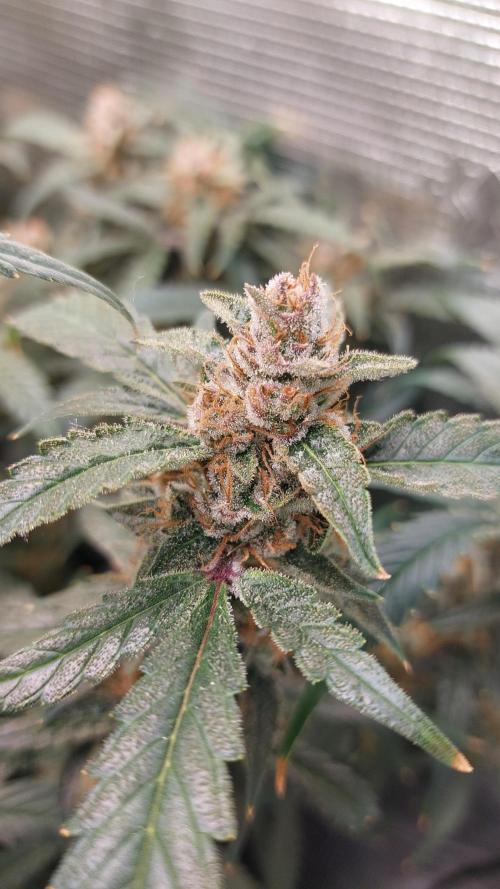 Gorilla Cookies Auto. Week 16