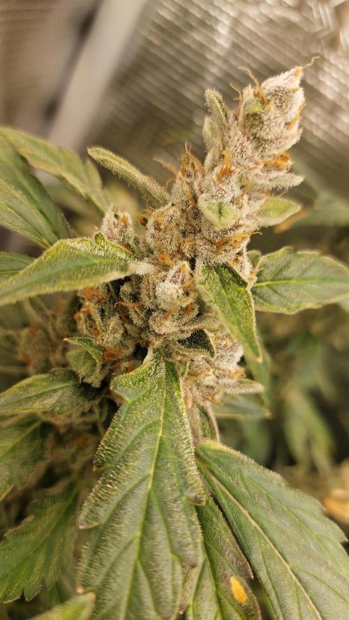 Gorilla Cookies Auto. Week 16