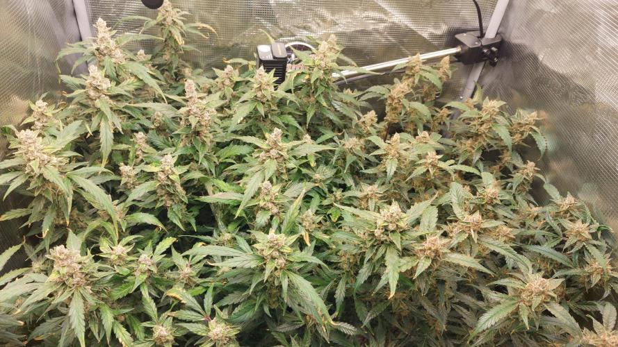 Gorilla Cookies Auto. Week 16