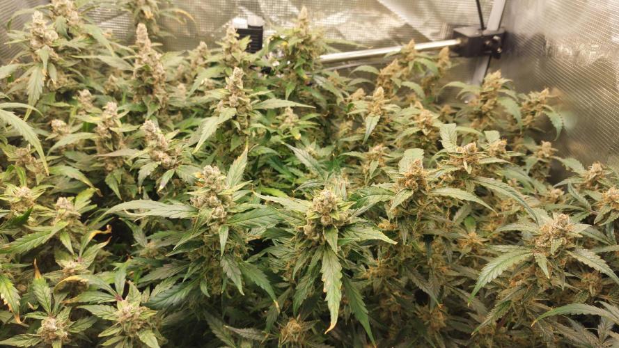 Gorilla Cookies Auto. Week 16