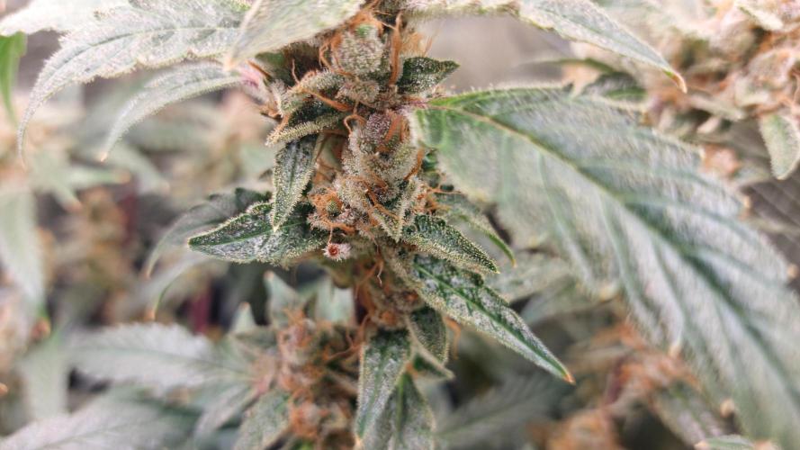 Gorilla Cookies Auto. Week 16