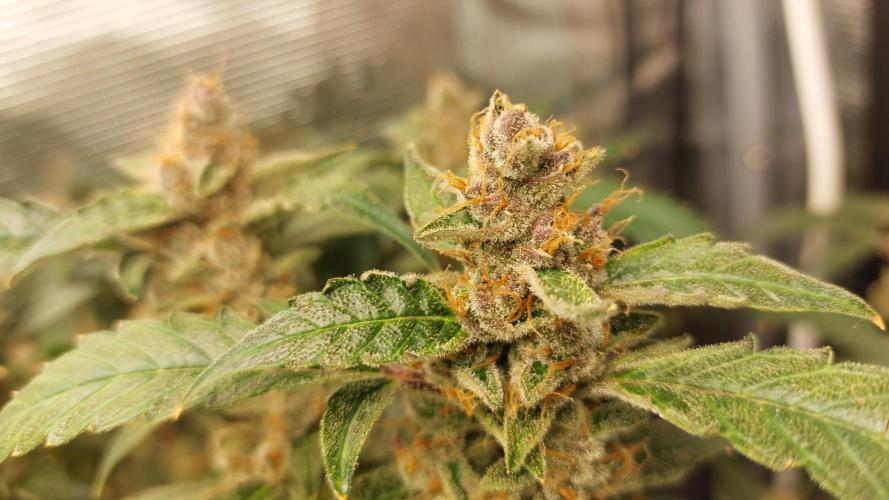 Gorilla Cookies Auto. Week 16