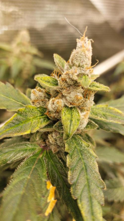 Gorilla Cookies Auto. Week 16