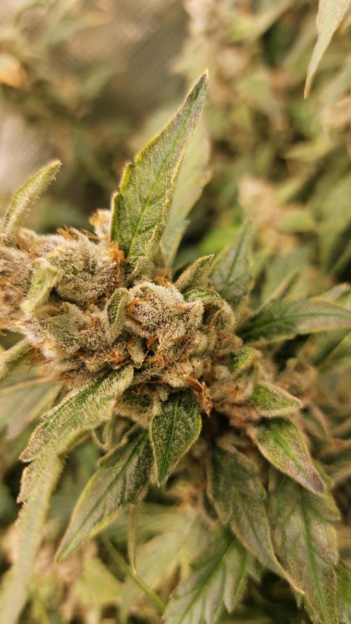 Gorilla Cookies Auto. Week 16