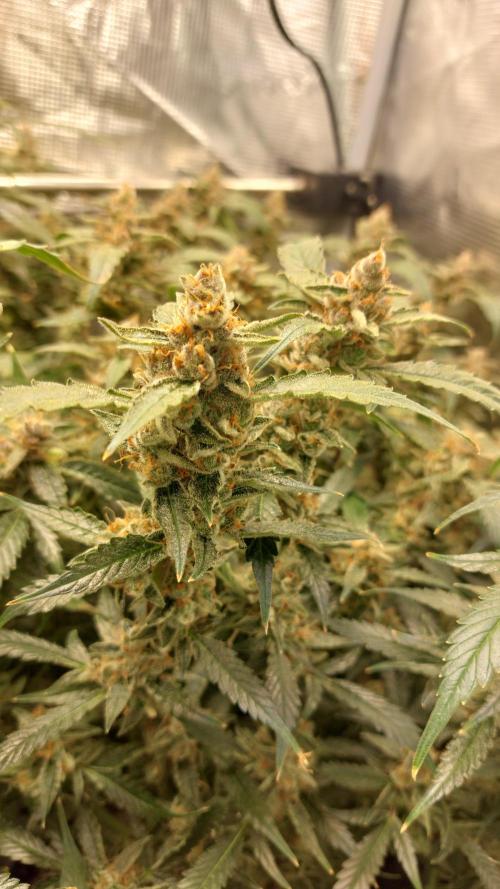 Gorilla Cookies Auto. Week 16