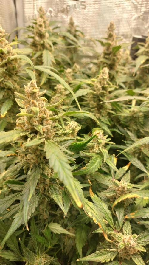 Gorilla Cookies Auto. Week 16