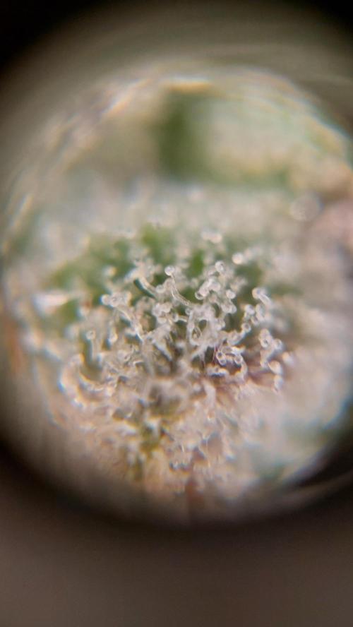 Gorilla Cookies Auto. Week 17