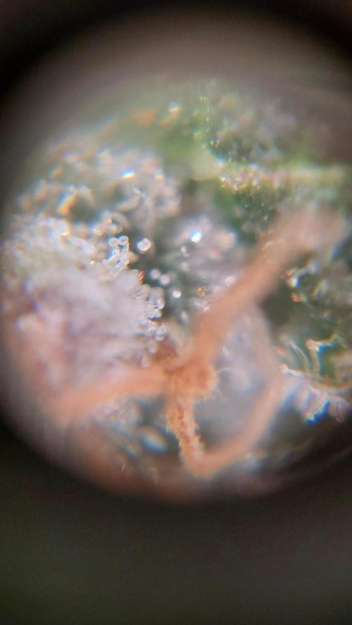 Gorilla Cookies Auto. Week 17