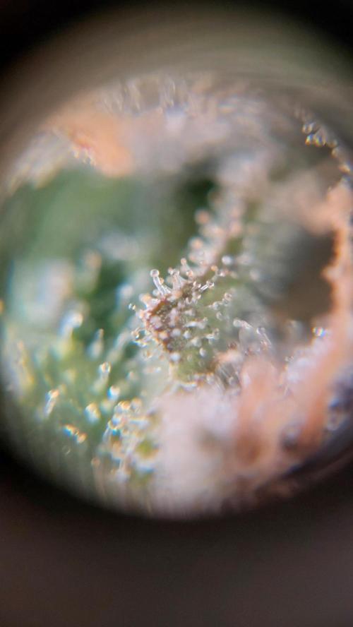 Gorilla Cookies Auto. Week 17