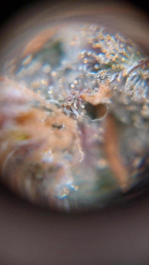 Gorilla Cookies Auto. Week 17