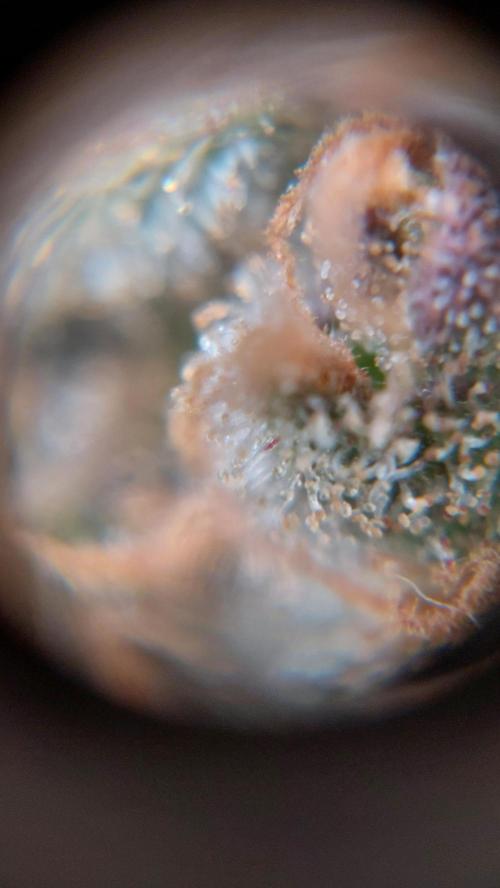 Gorilla Cookies Auto. Week 17