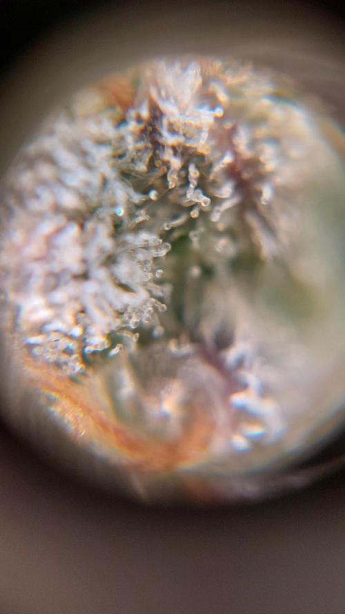 Gorilla Cookies Auto. Week 17