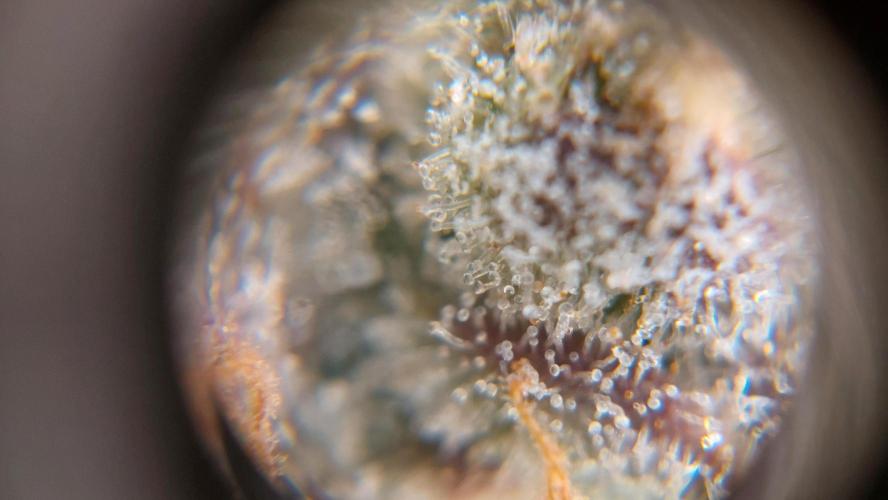 Gorilla Cookies Auto. Week 17