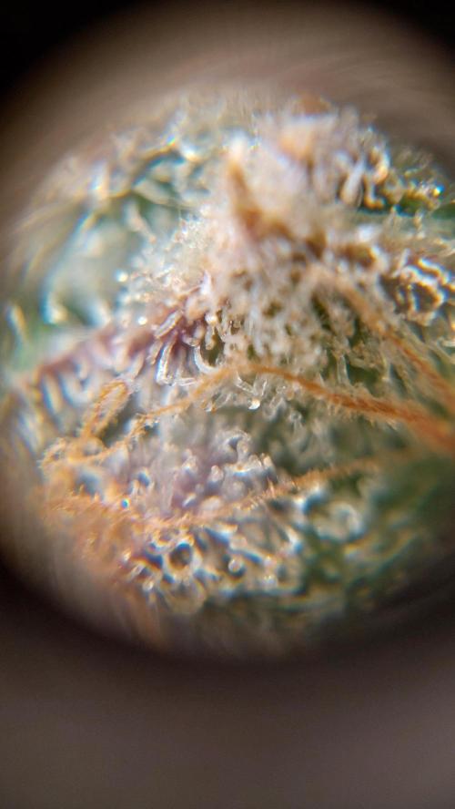 Gorilla Cookies Auto. Week 17