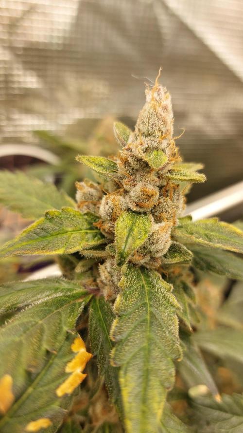 Gorilla Cookies Auto. Week 17