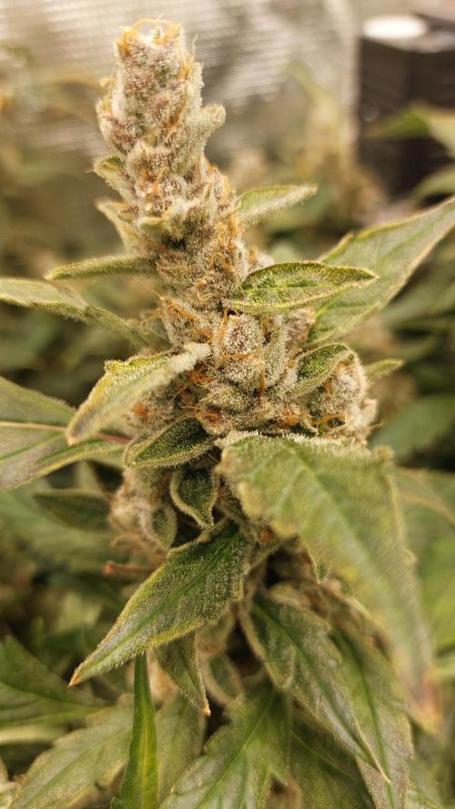 Gorilla Cookies Auto. Week 17