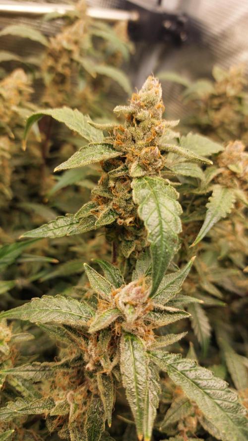 Gorilla Cookies Auto. Week 17