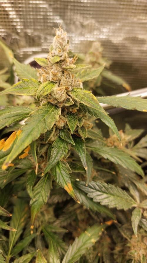 Gorilla Cookies Auto. Week 17